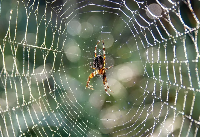 Développement de plateformes digitales et sites Web